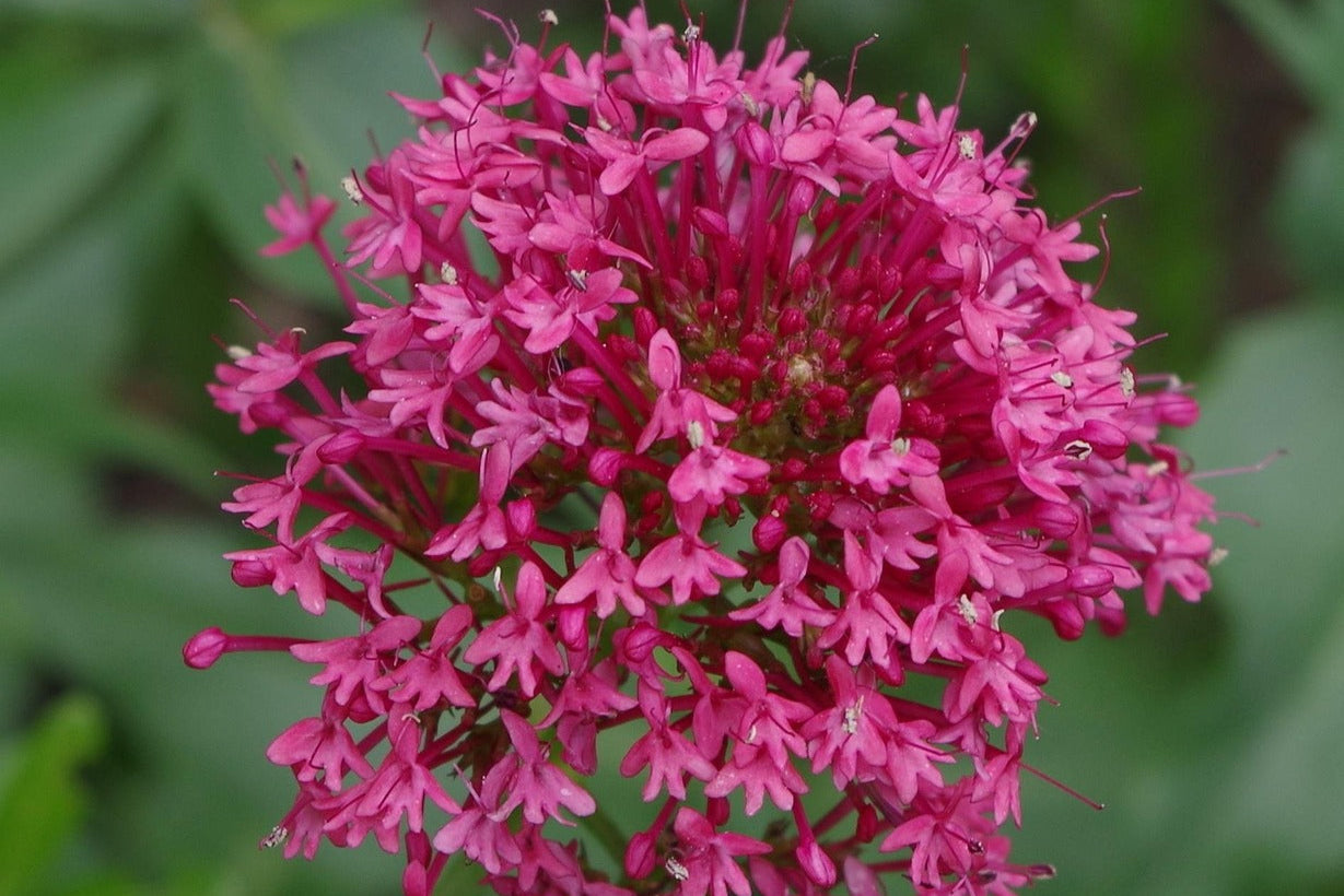 Vaporizing Valerian: Deep Sleep, Nervous System Support & Ritual Use