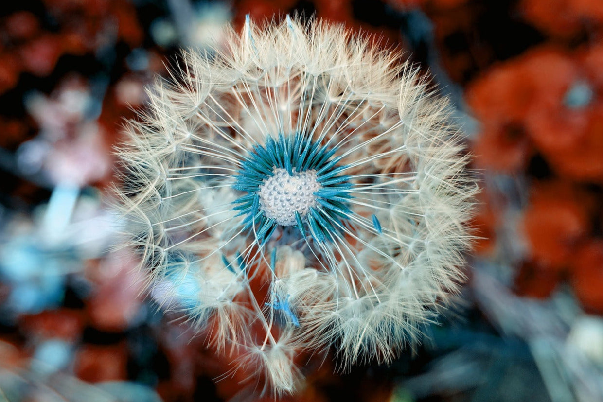Vaporizing Dandelion: Temperature, Effects, and Safe Use Explained