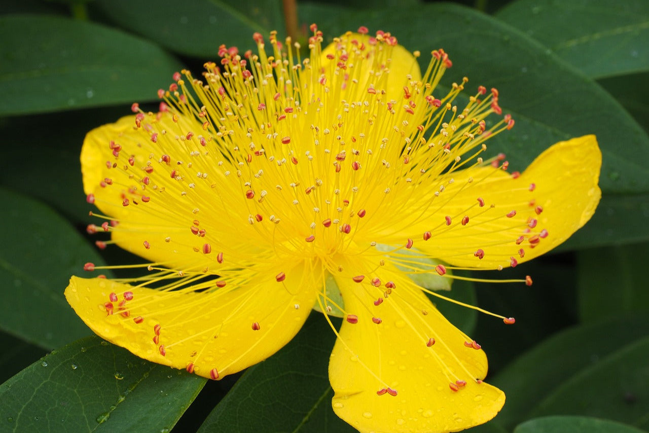 Vaporizing St. John’s Wort: Emotional Clarity, Mood Balance & Safe Use