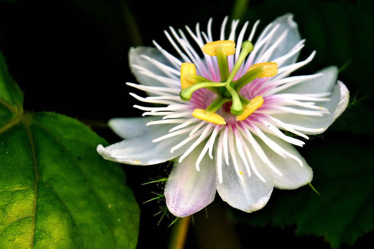 Vaporizing Passionflower: Ideal Temperature, Effects, and Safety Tips