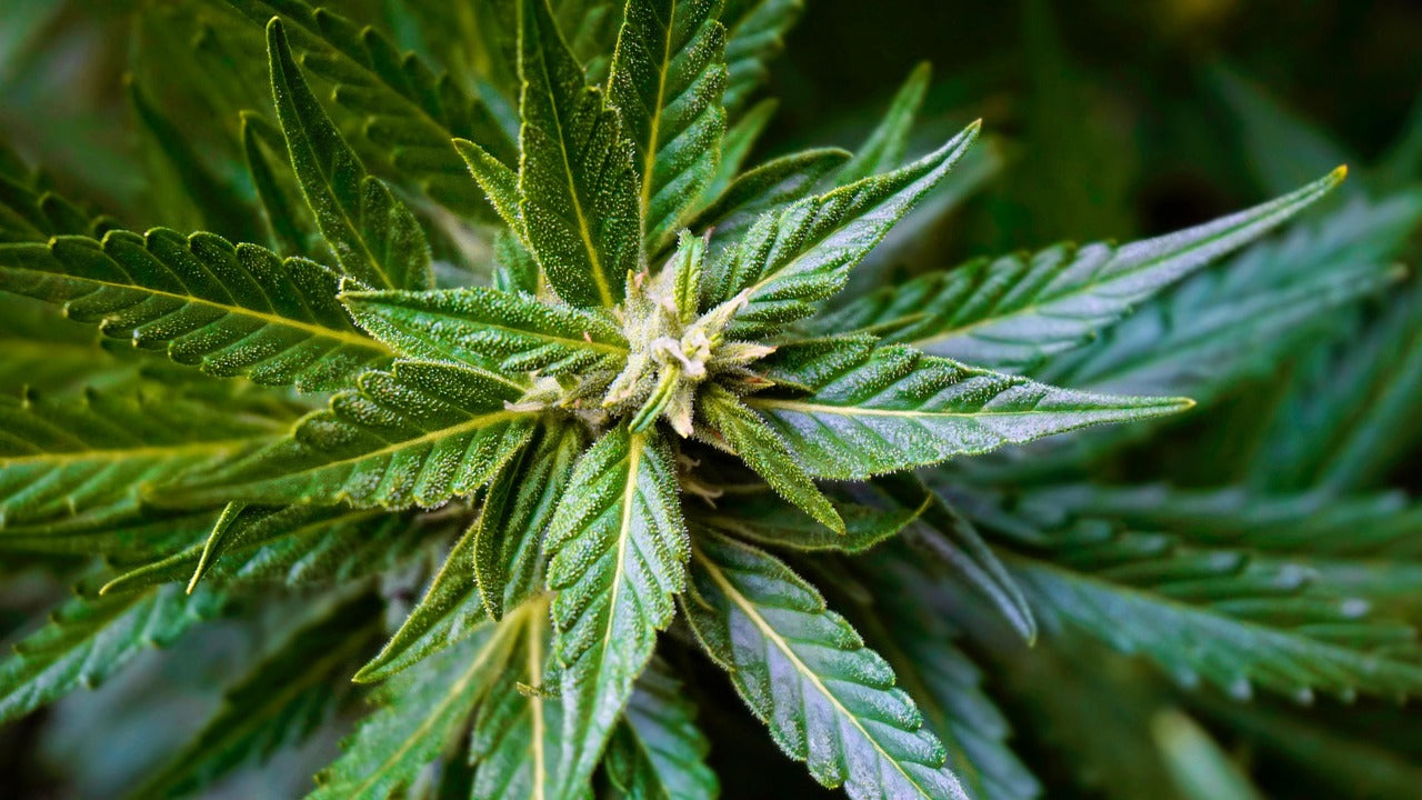 Microdosing THC: Benefits, Dosage & How to Use It Mindfully