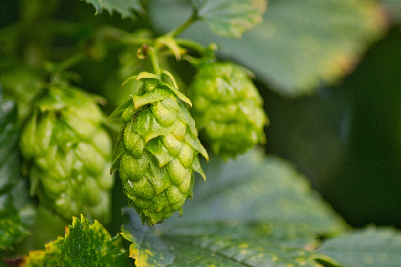 Vaporizing Hops: Temperatures, Benefits & Ritual for Rest and Calm