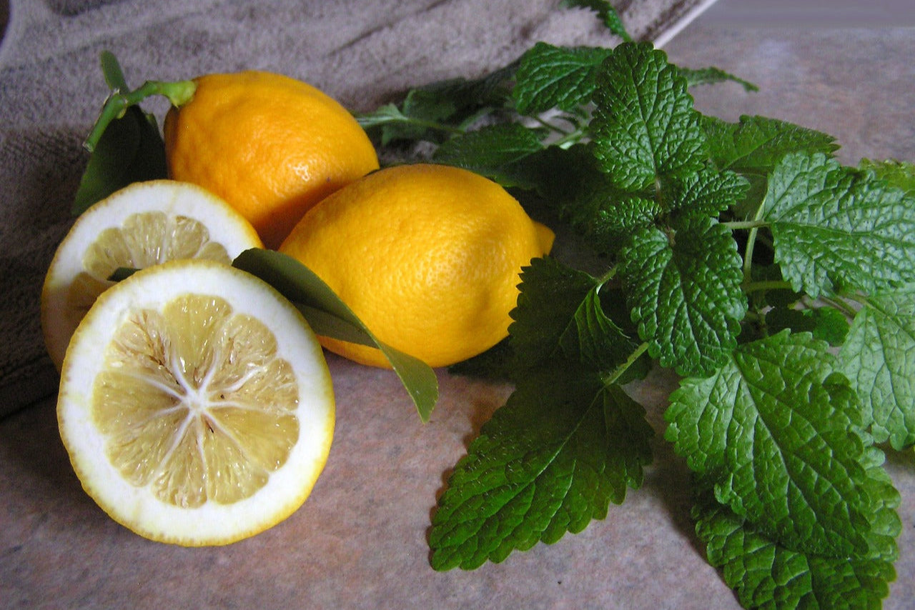 Vaporizing Lemon Balm: Best Practices for Calm Focus and Gentle Relaxation