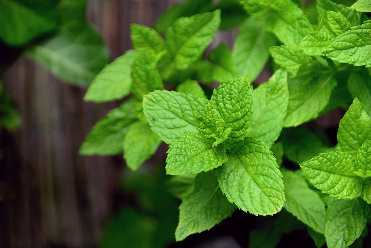 Vaporizing Peppermint: Temperatures, Benefits, and Clarity-Enhancing Use Cases