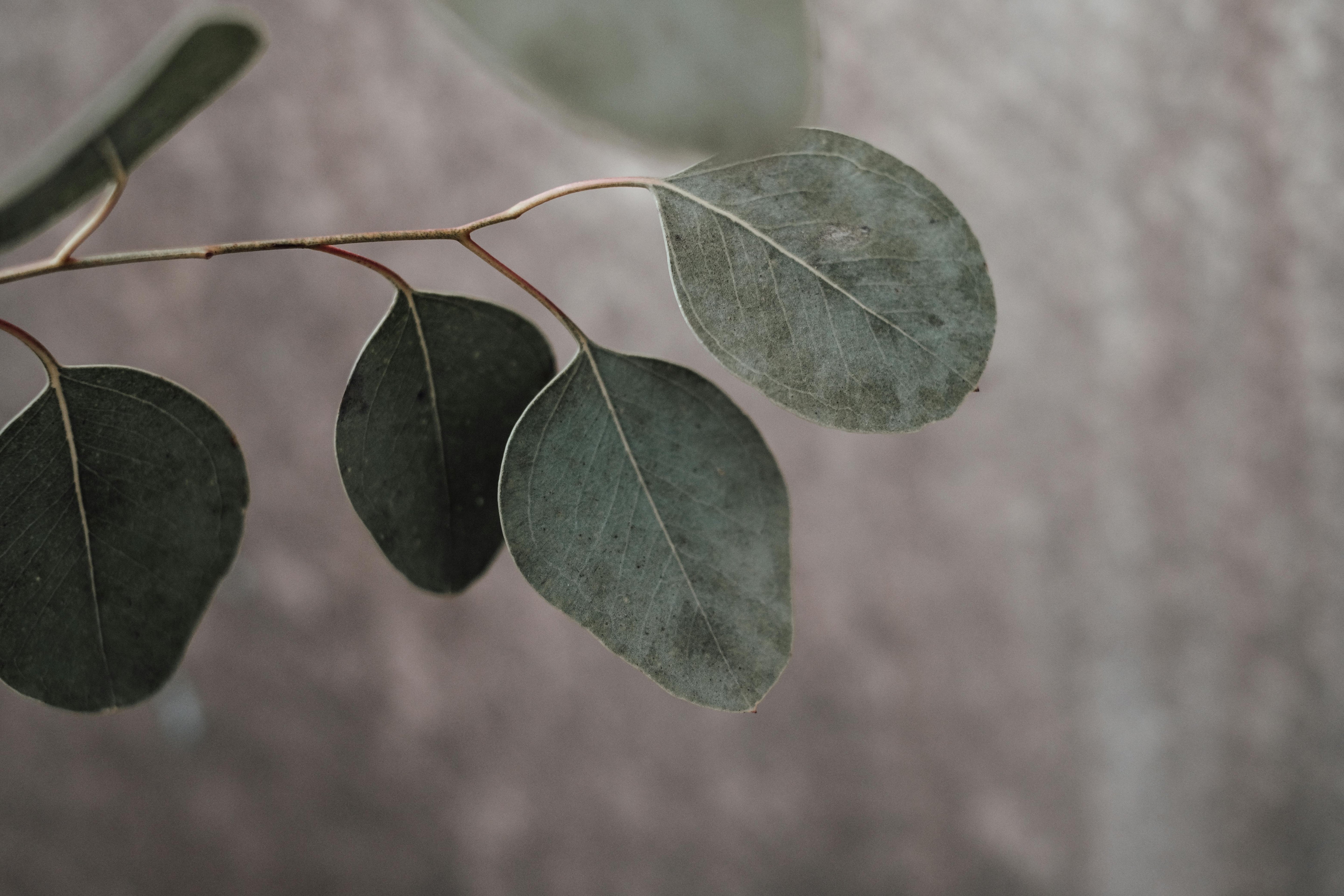 Vaporizing Eucalyptus: Best Temperature, Benefits & How to Use It Safely