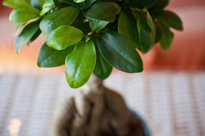 Vaporizing Ginseng: A Complete Guide to Energy, Focus, and Safe Use