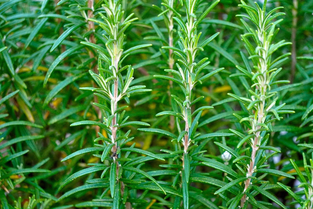 Vaporizing Rosemary: Temperatures, Effects, and Clarity-Enhancing Rituals