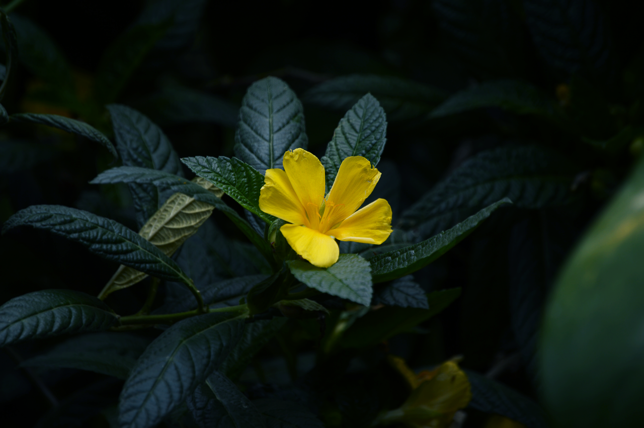 Vaporizing Damiana: Best Temperature, Effects & Ritual Use Guide