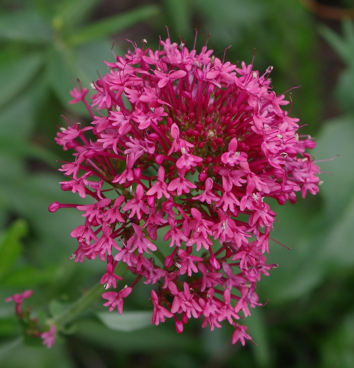 Vaporizing Valerian: Deep Sleep, Nervous System Support & Ritual Use
