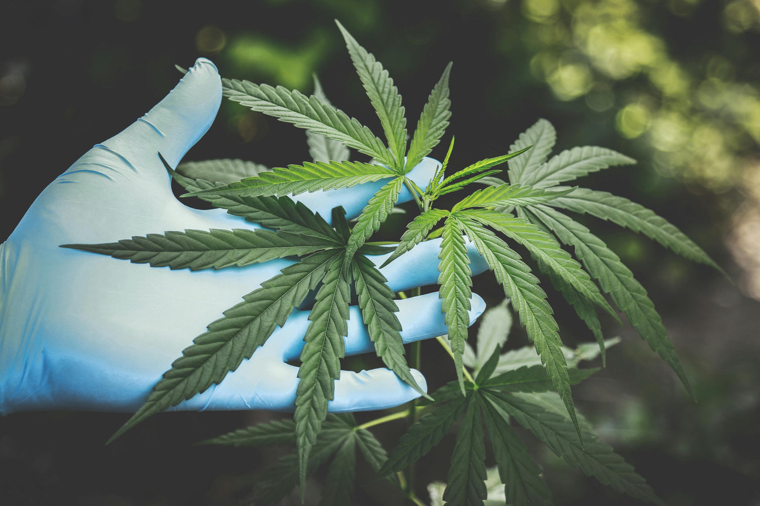 What Can You Do With AVB? 12 Genius Ways to Reuse Vaped Weed