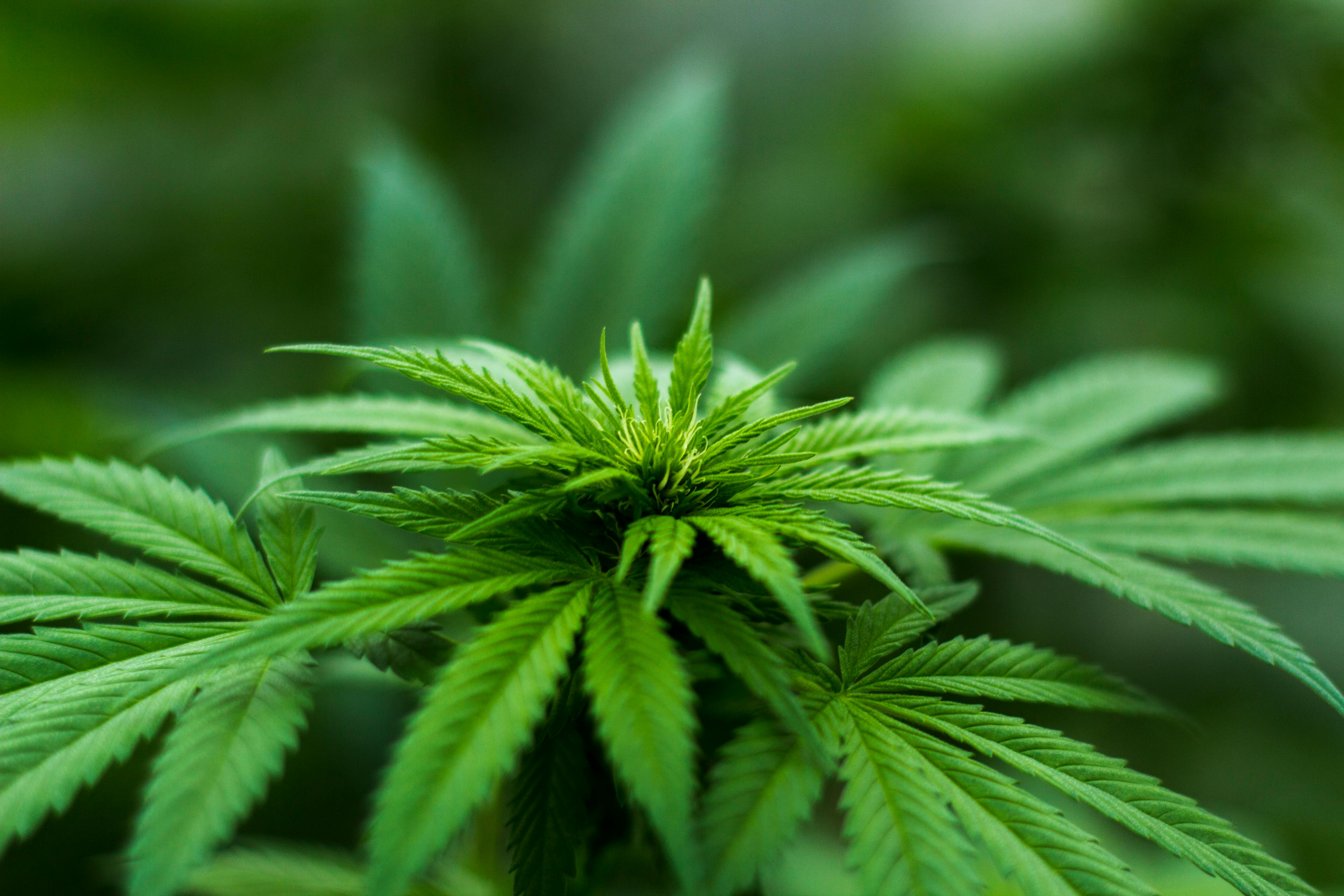Vaporizing Cannabis