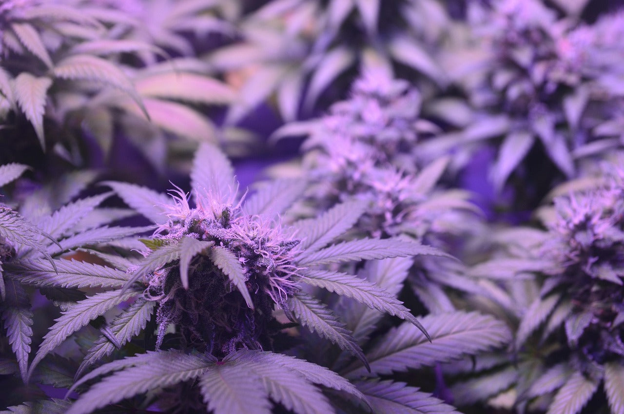 How to Lower Cannabis Tolerance Naturally and Effectively